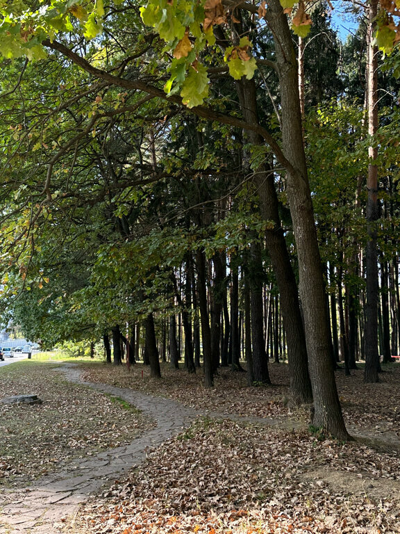 Солнечный свет сквозь деревья у кофейни